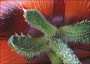 Poppy 2
